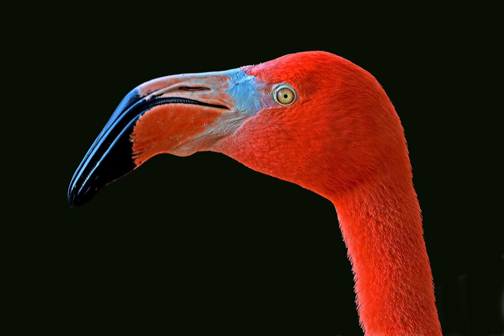 Flamingoportrait