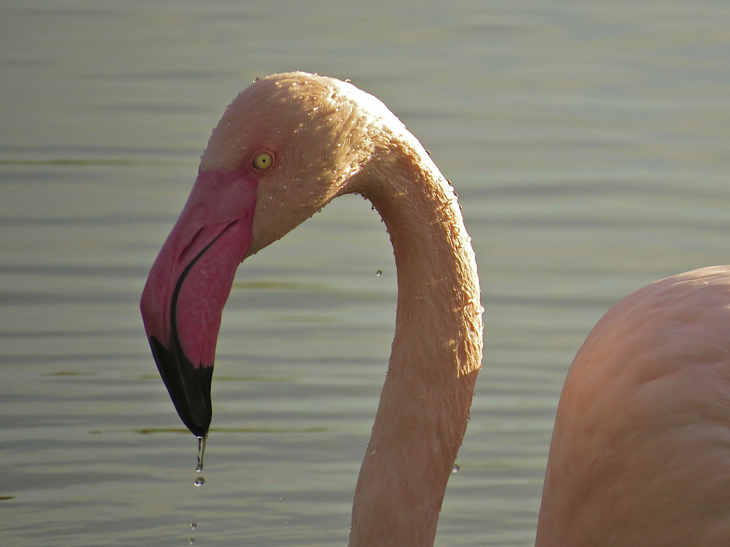 Flamingoprofil