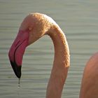 Flamingoprofil