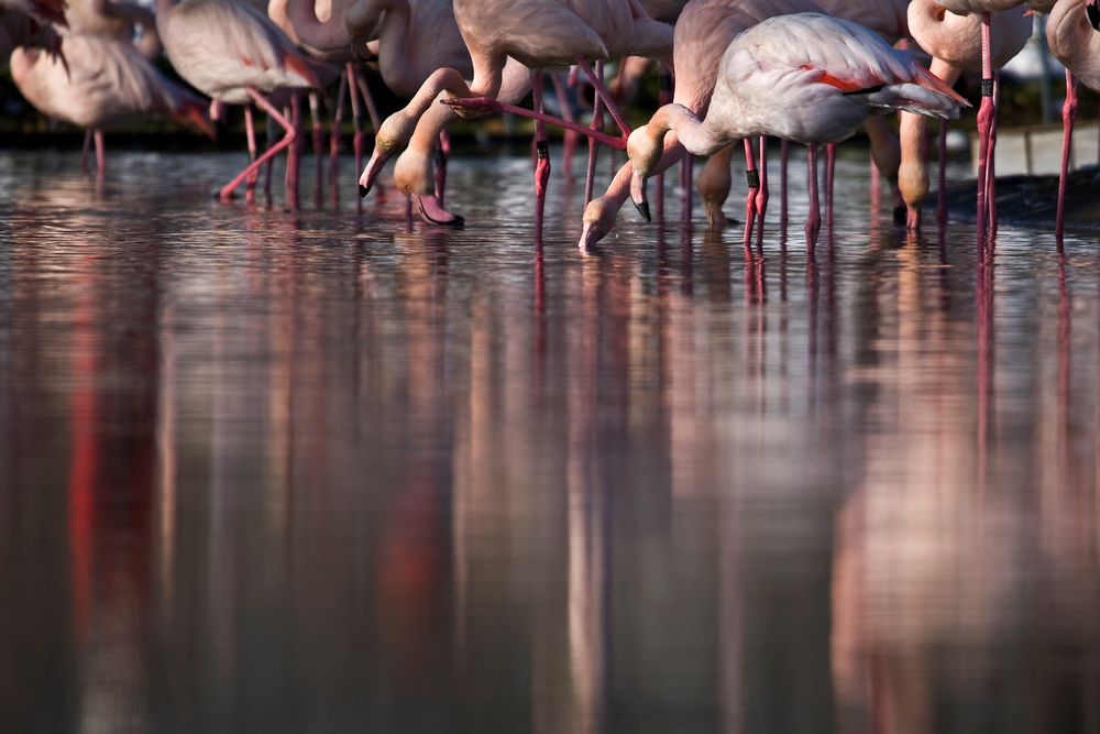 Flamingos