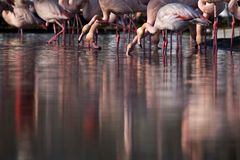 Flamingos