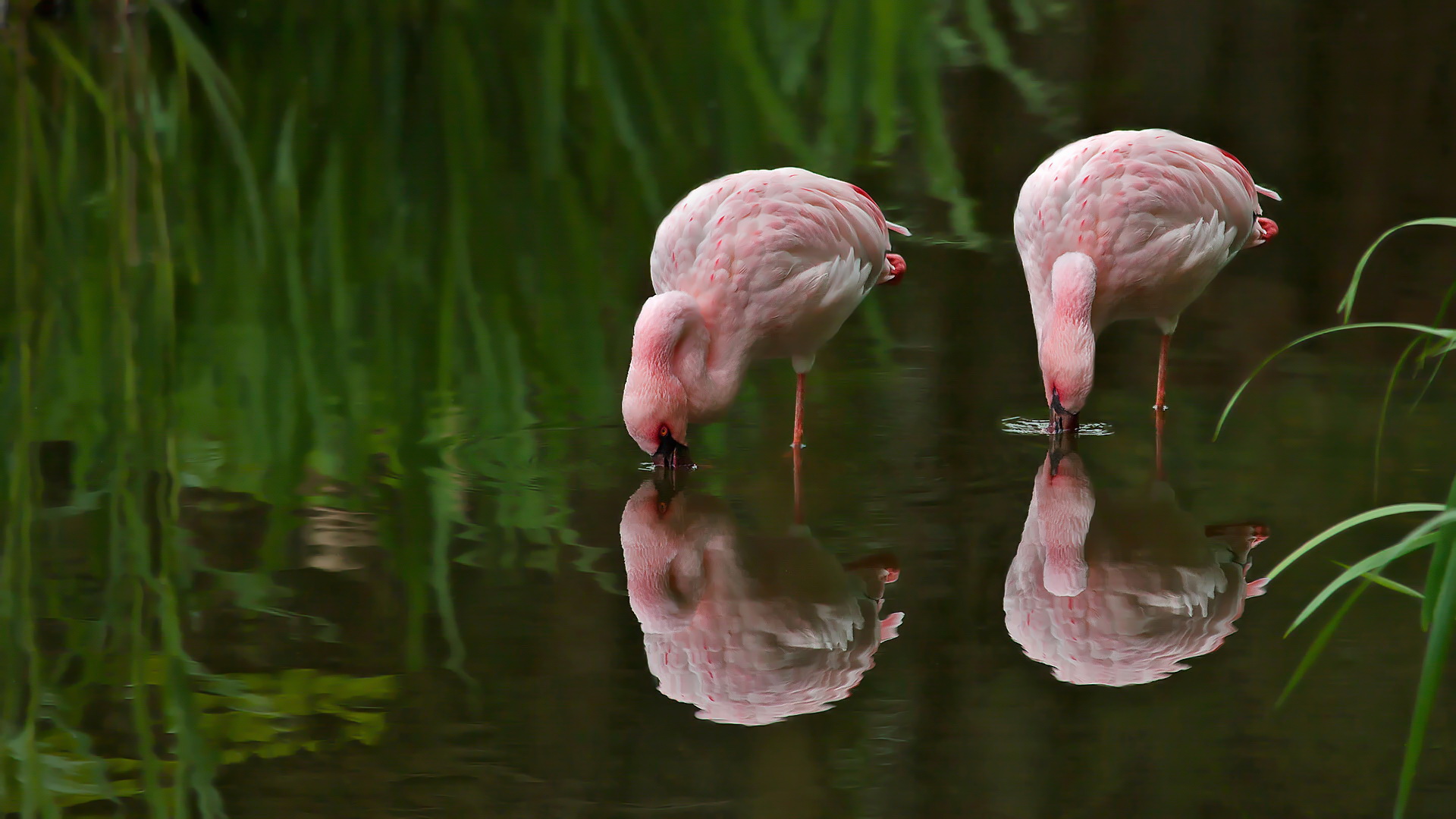 Flamingos 001a