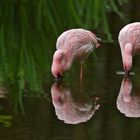 Flamingos 001a