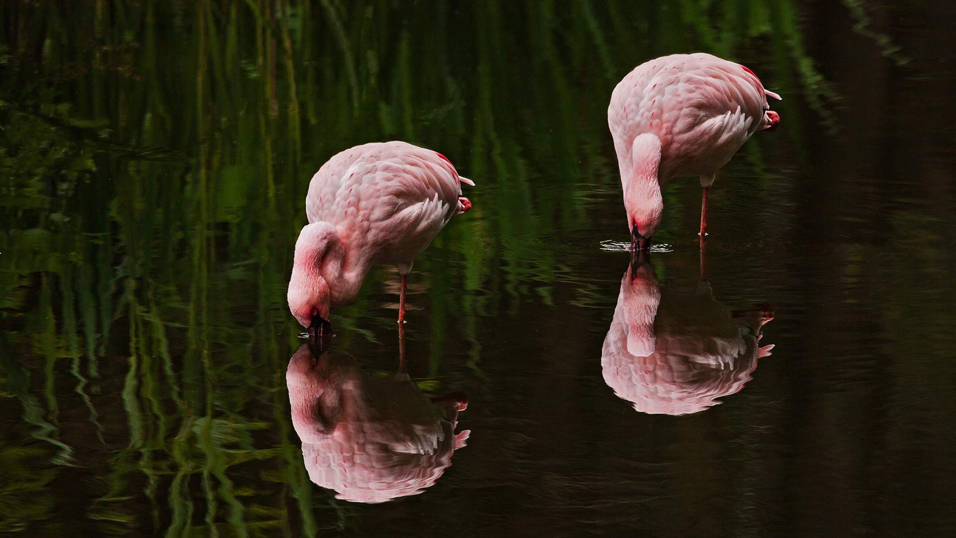 Flamingos 002