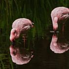 Flamingos 002