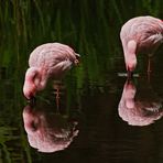 Flamingos 002