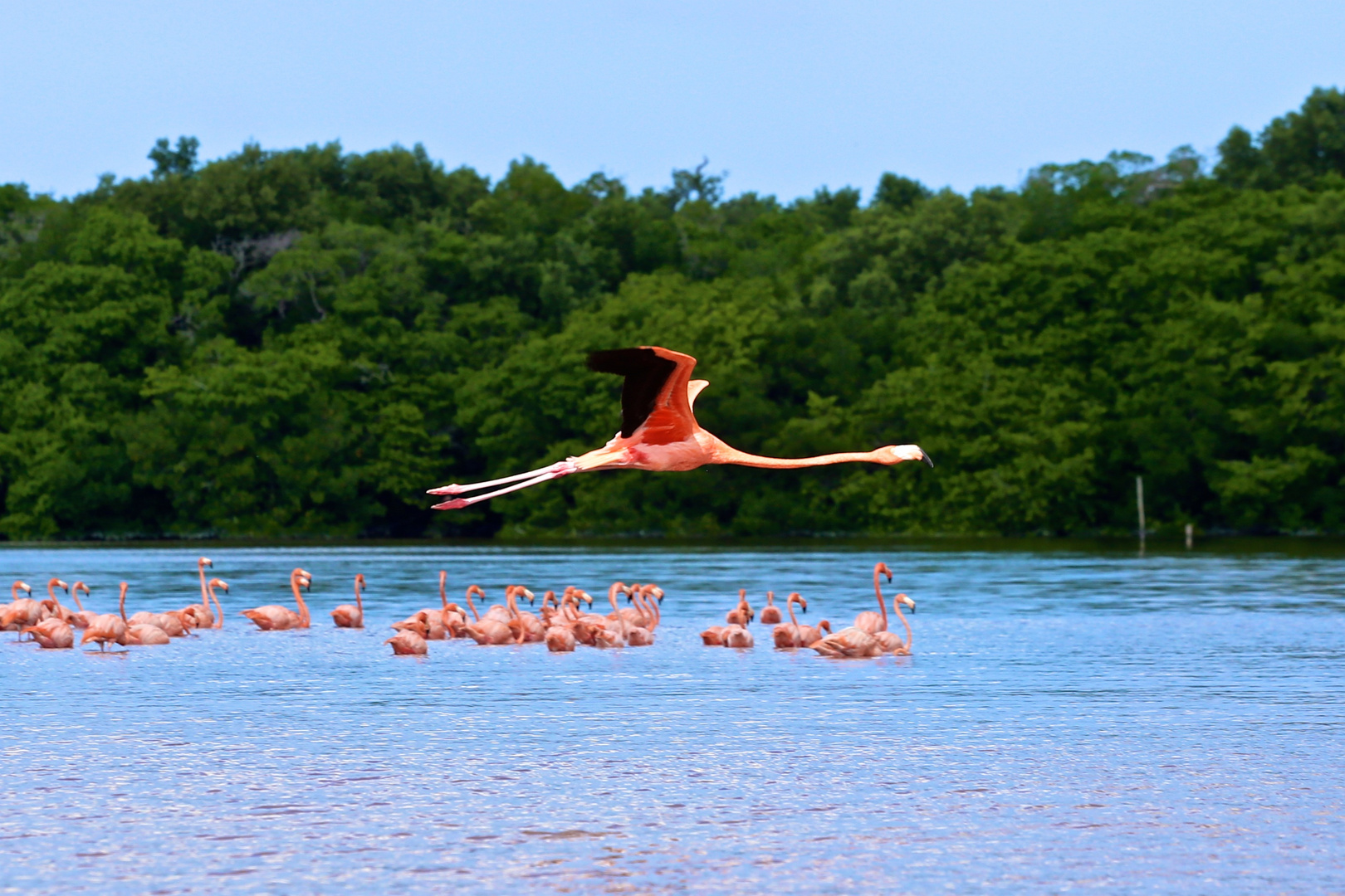 Flamingos