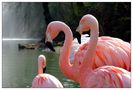 Flamingos von Michael Damböck pixelcatcher