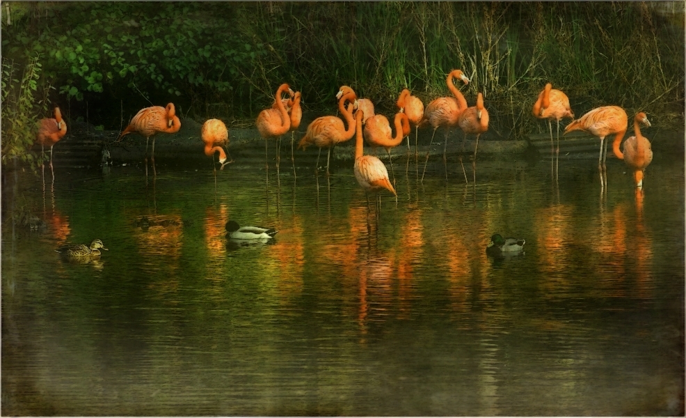 ~Flamingos~