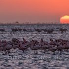 Flamingos