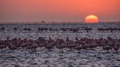 Flamingos