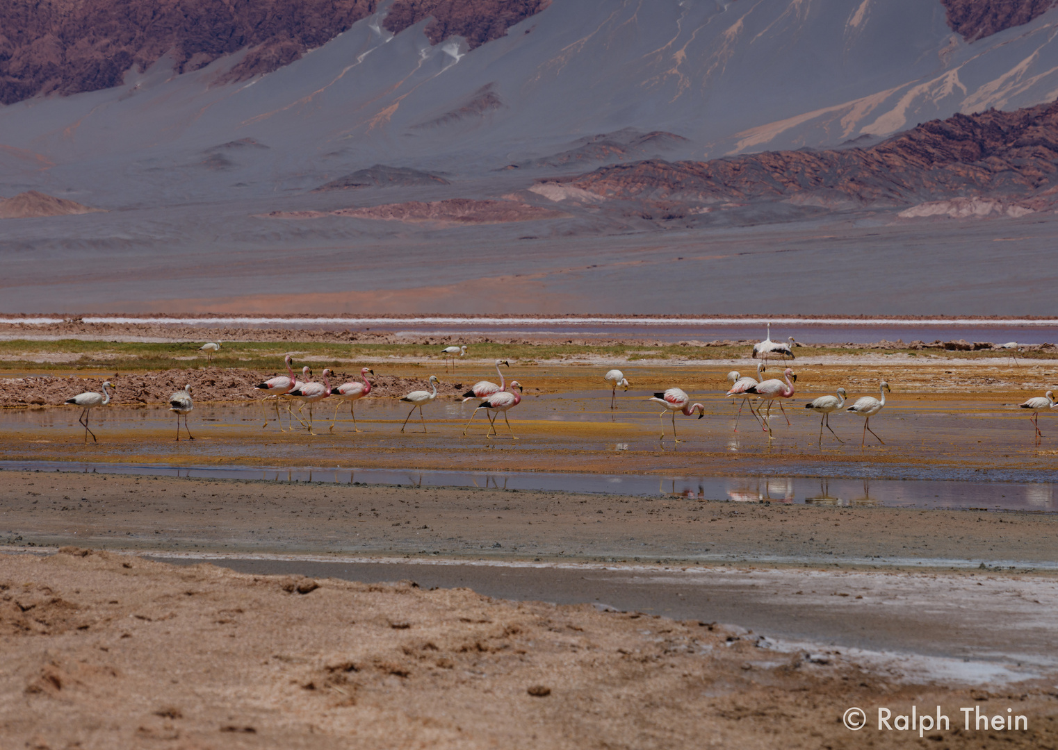 Flamingos 