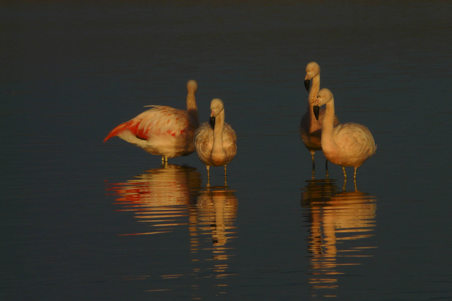 Flamingos