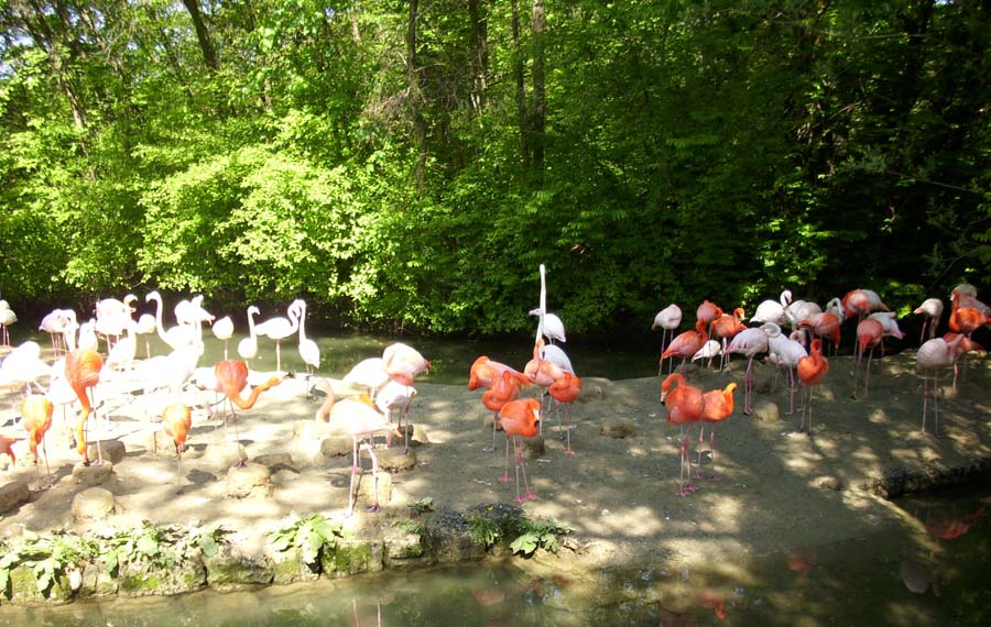 Flamingos