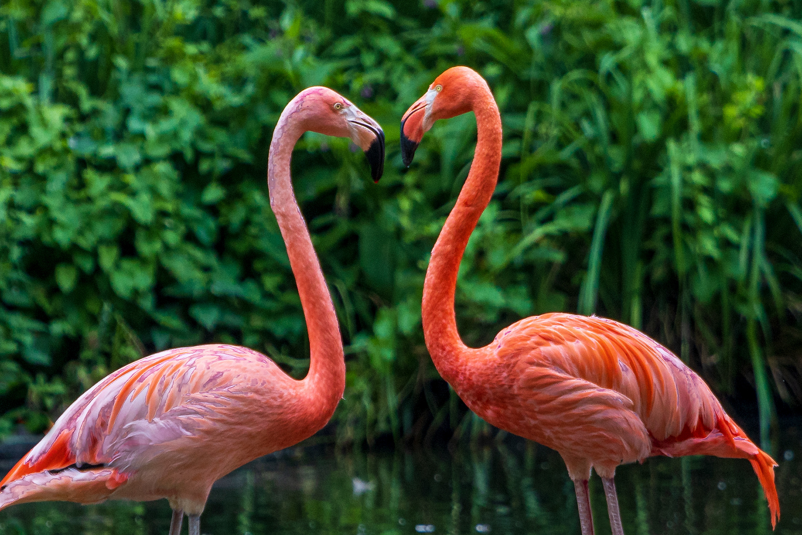 Flamingos