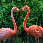 Flamingos