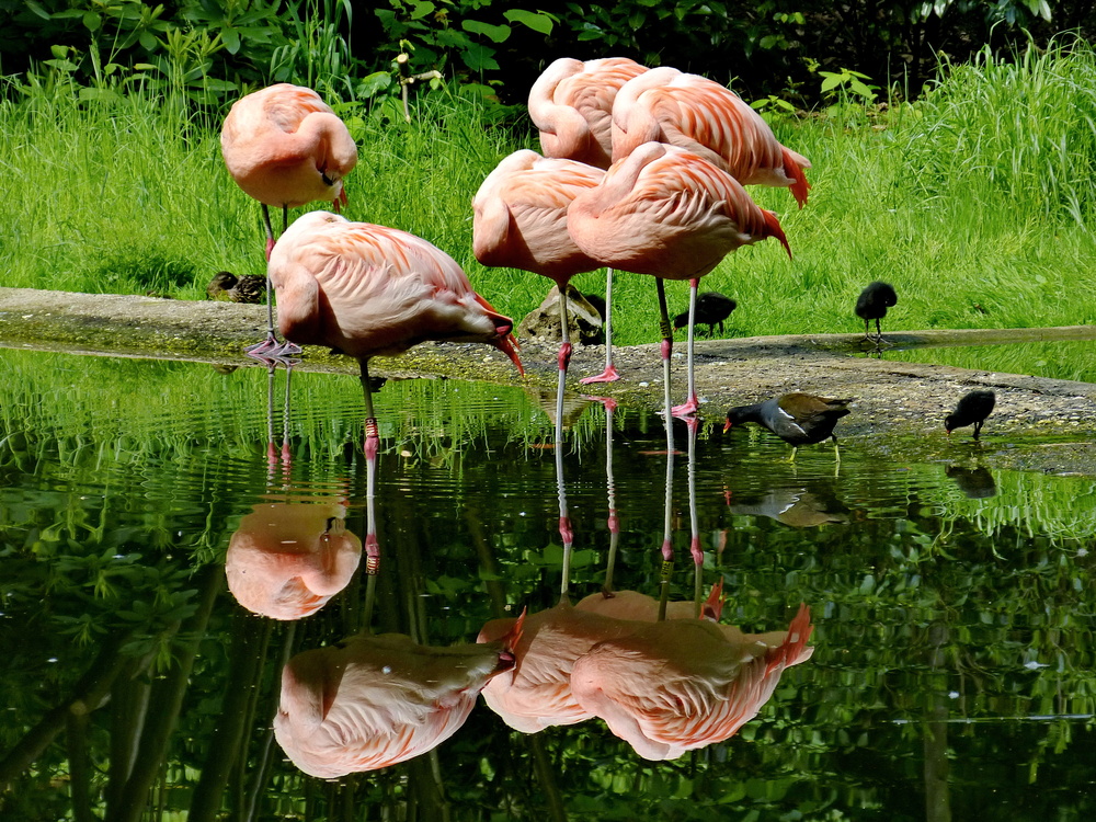 Flamingos