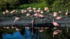 Flamingos