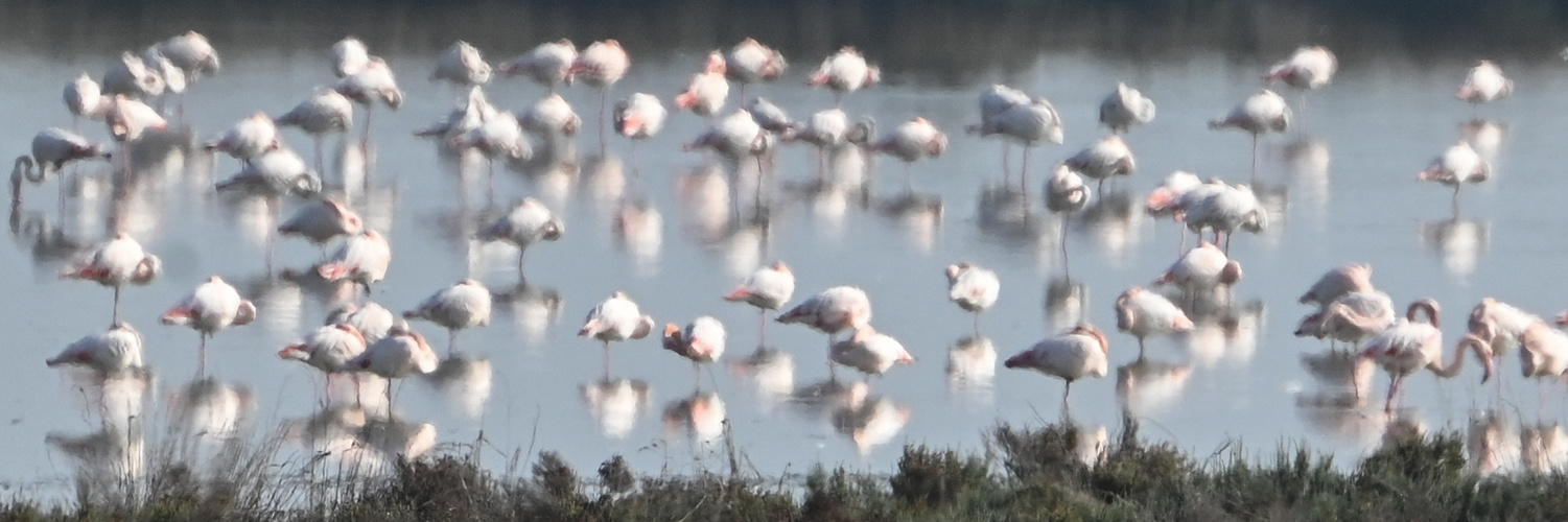 Flamingos