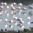 Flamingos