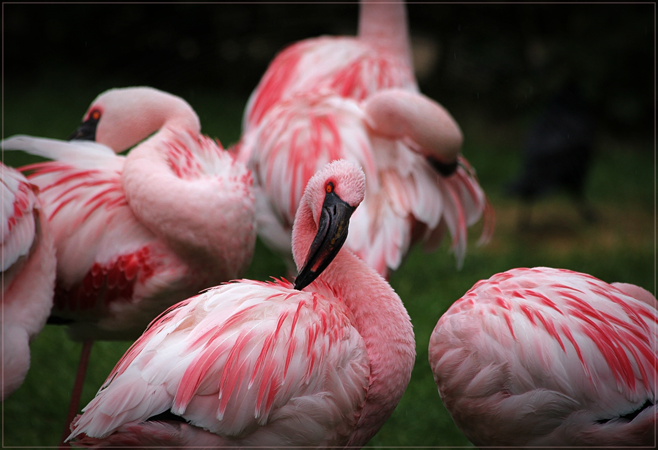 Flamingos