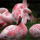 Flamingos