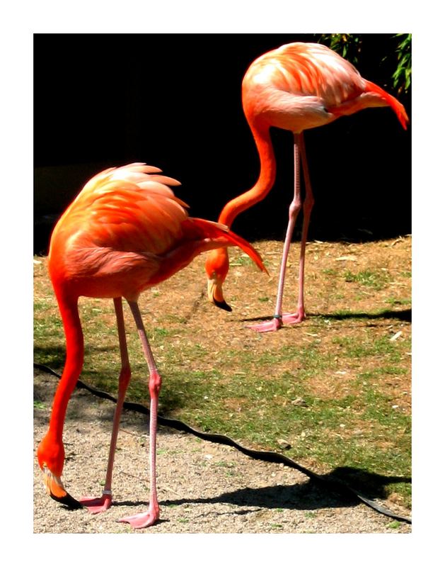 flamingos