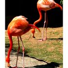 flamingos