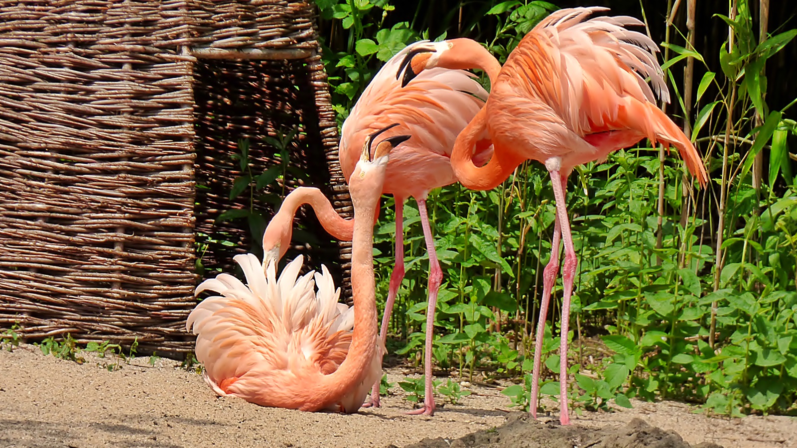 Flamingos . . .