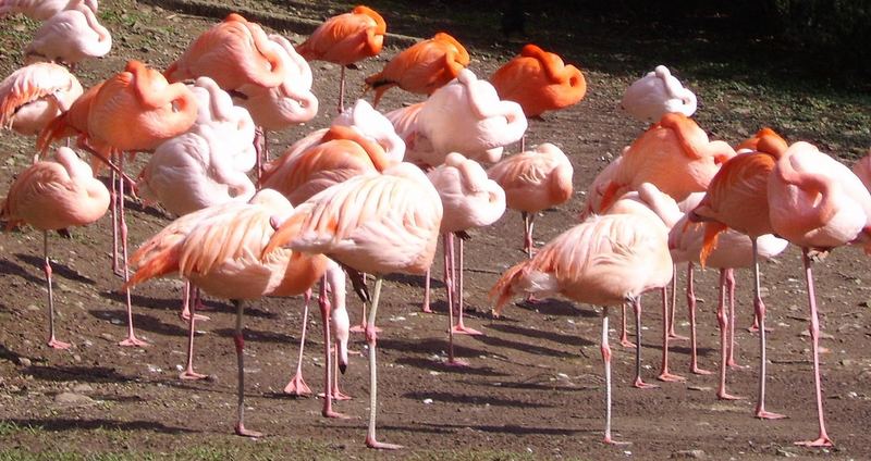 Flamingos