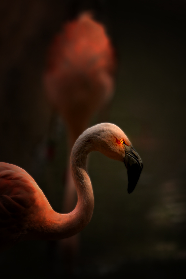 Flamingos