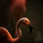 Flamingos