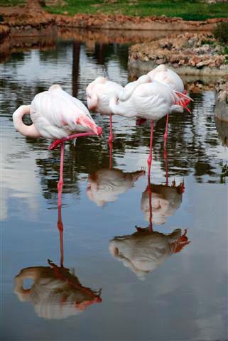 Flamingos