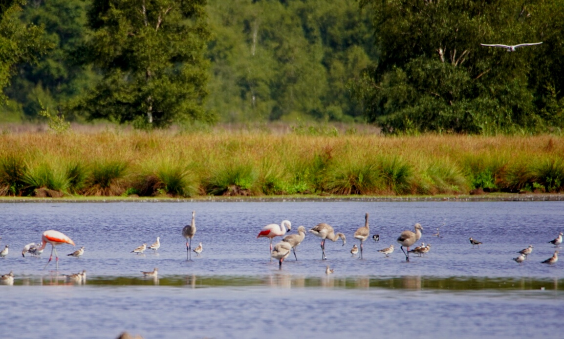 Flamingos