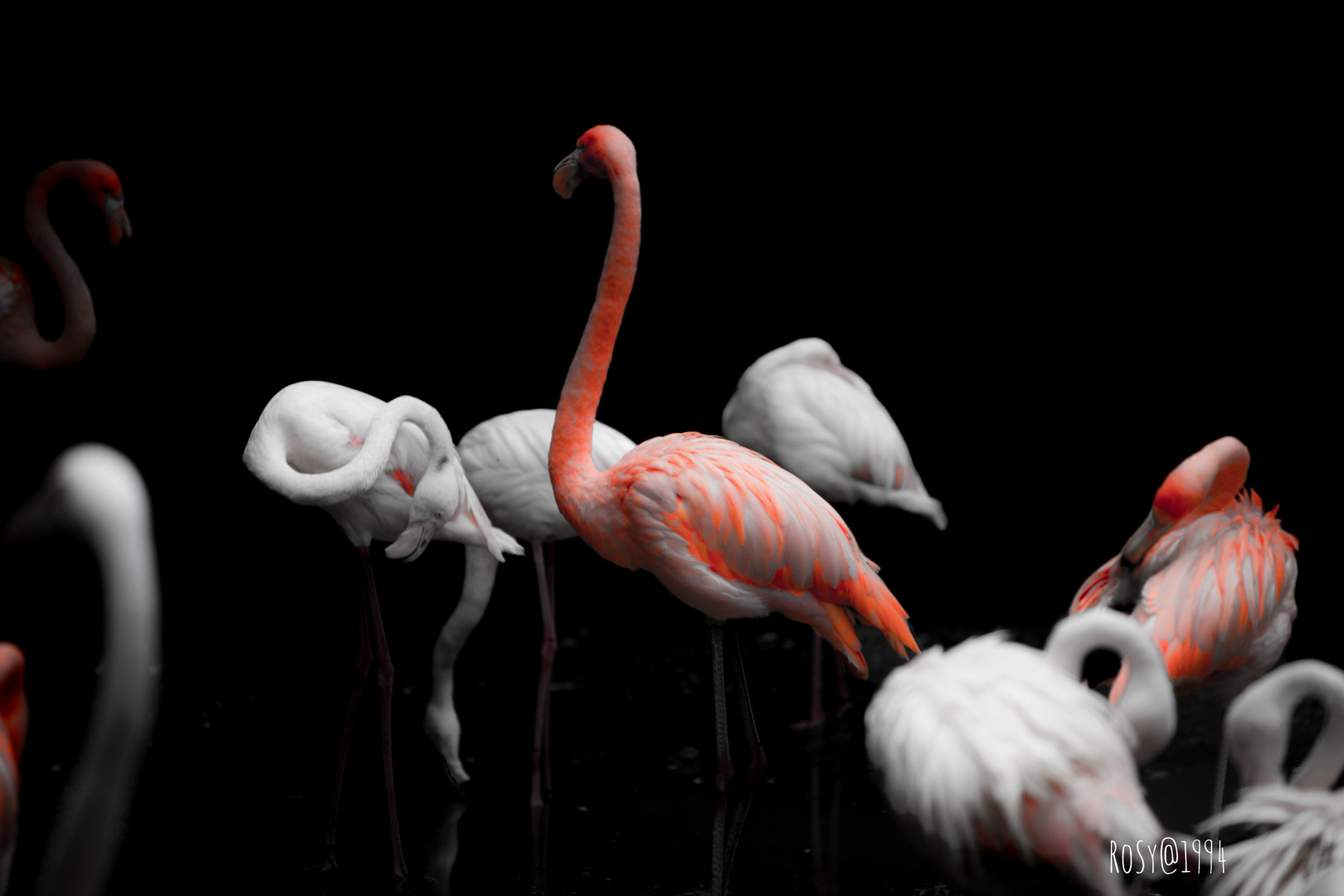 Flamingos 