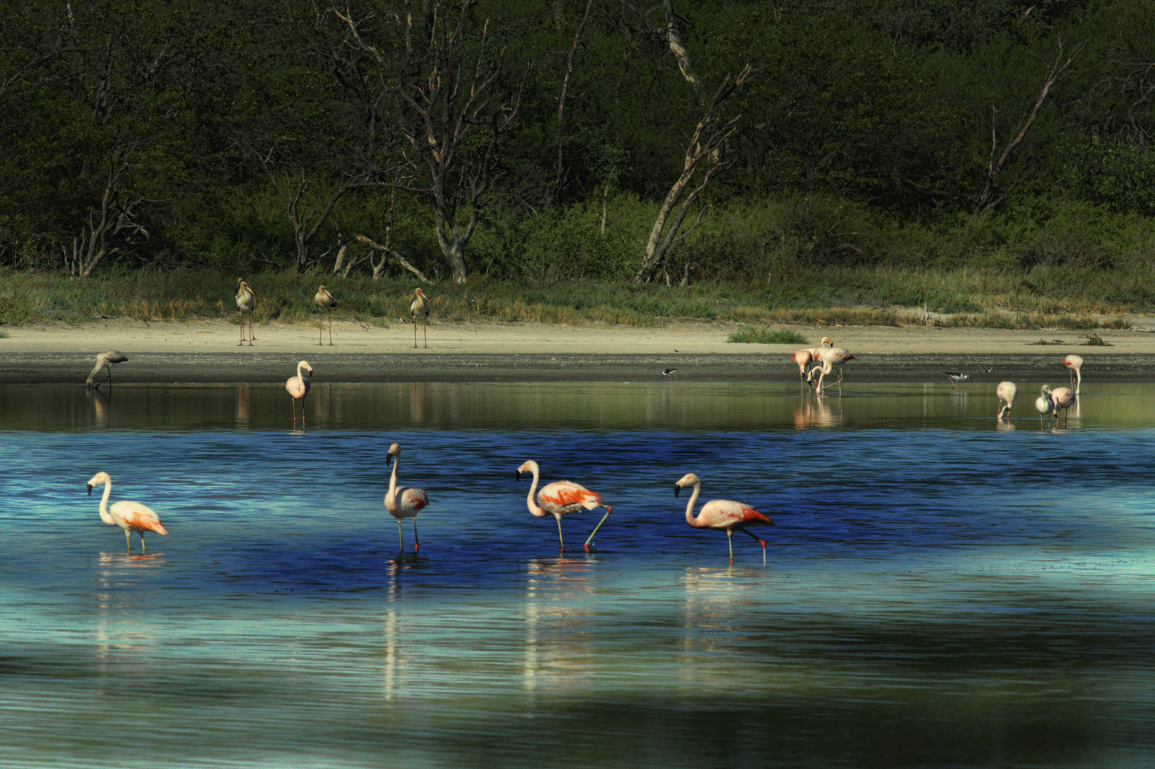 Flamingos