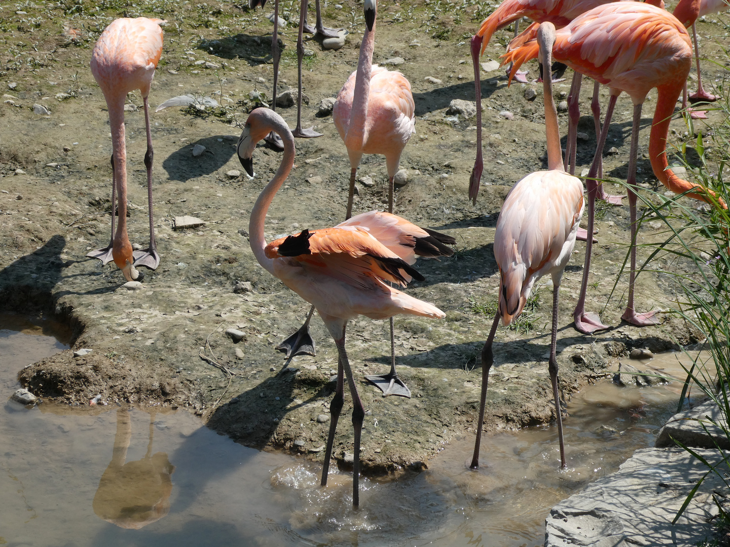 Flamingos