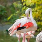 Flamingos 1