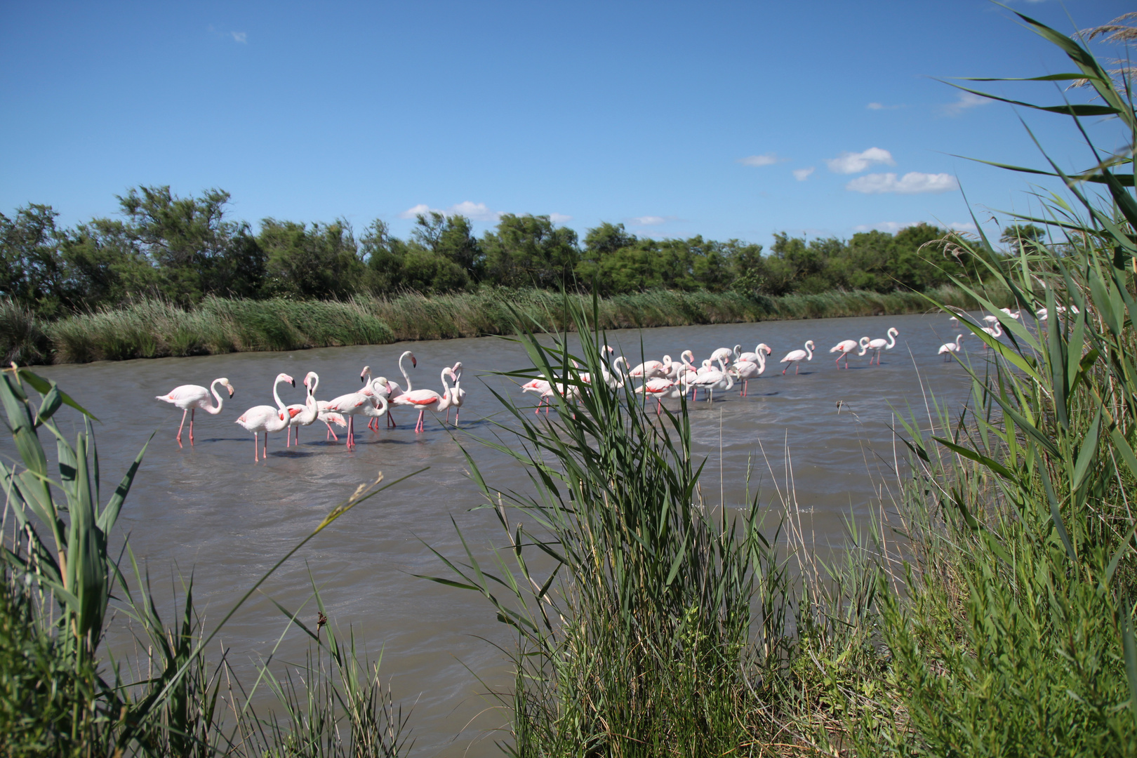 Flamingos 1