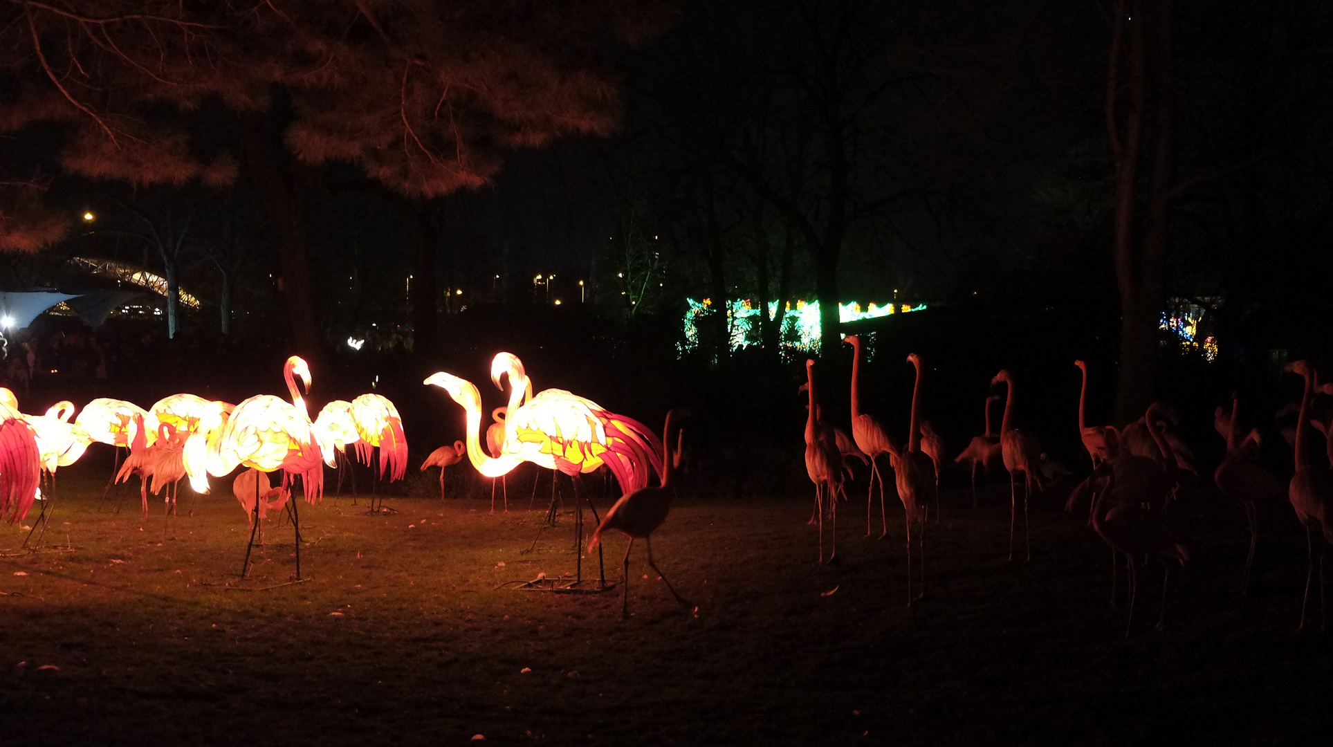 Flamingos -1- Staunen
