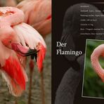 Flamingos