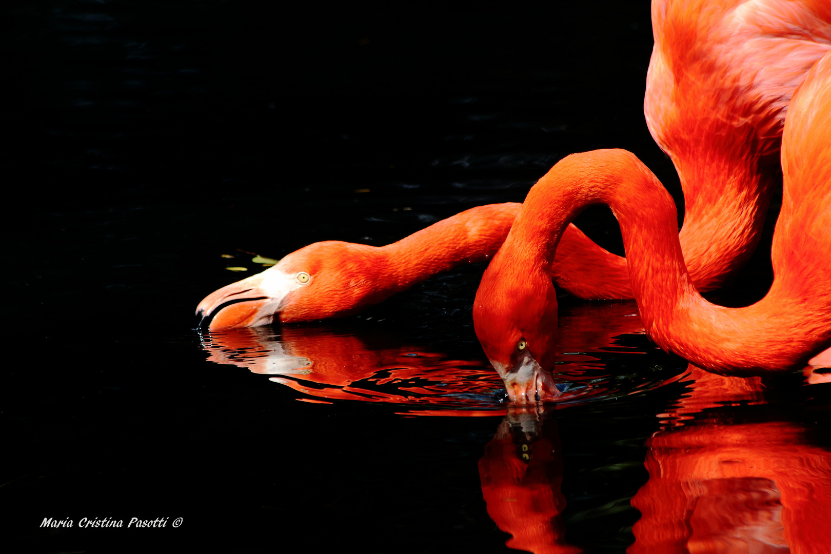 Flamingos