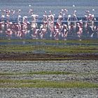 Flamingos