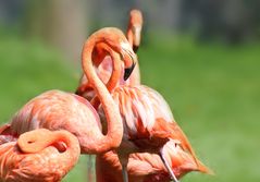 Flamingos