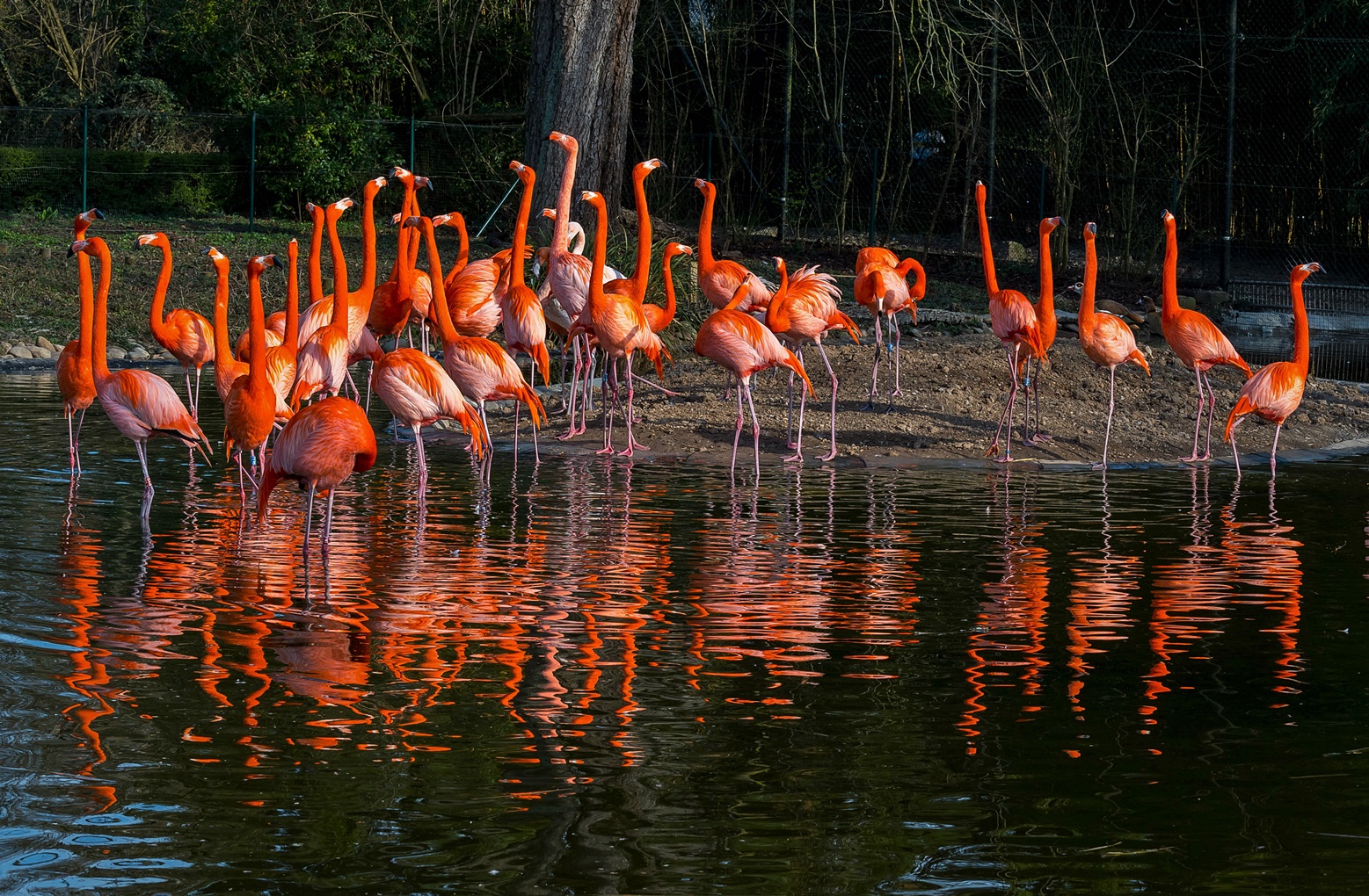 Flamingos