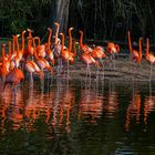 Flamingos