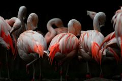 Flamingos