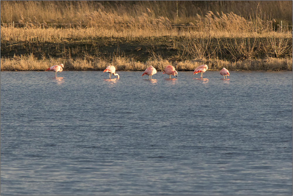 _flamingos