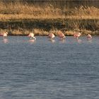 _flamingos