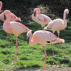 Flamingos